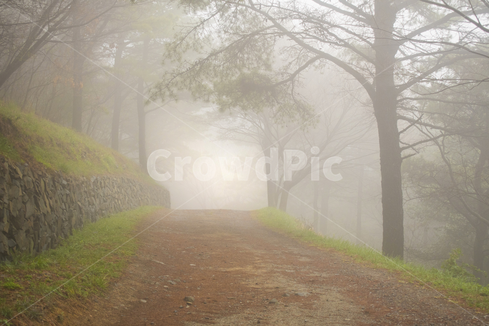 nature,자연,weather,날씨,outdoors,옥외,새벽,안개숲,안개,숲,봄,공원,산책길,흙길,산,신비한,환상적인,빛,자연,풍경,nature,landscape