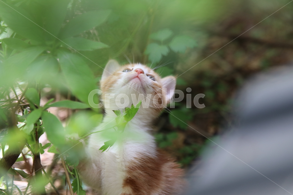 고양이,아기고양이,반려동물,애완동물,pet,cat,식물,자연,plants,nature,동물,animal,포유류,mammal,고양이,cat,kitten,kitty