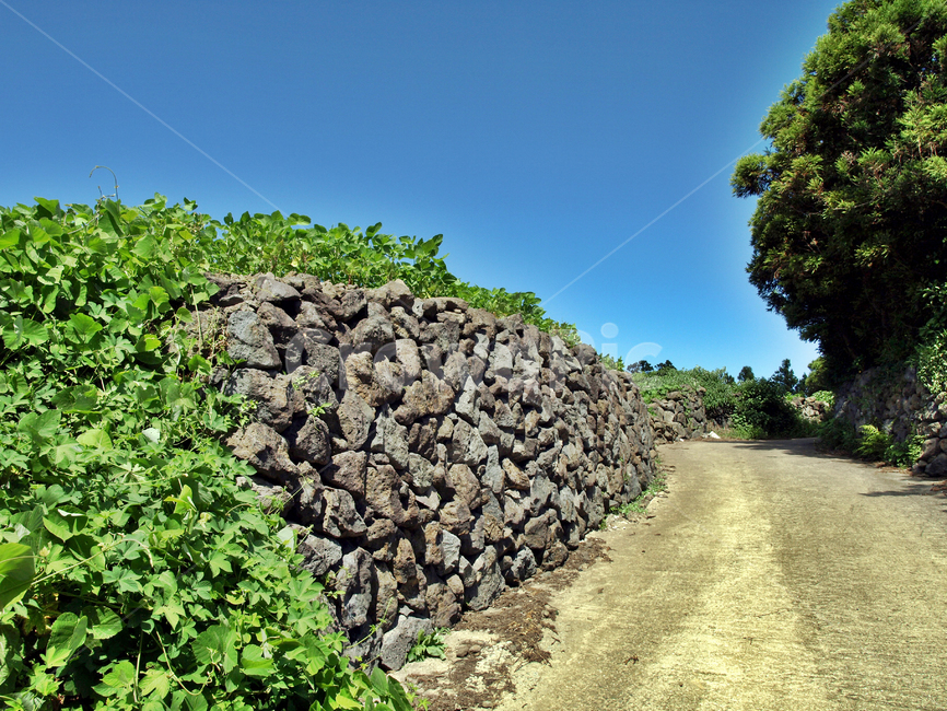 올레16코스,올레,제주,푸른하늘,도로,숲,돌담,자연,풍경,nature,landscape,제주도,jeju,jeju island,gravel,자갈,road,dirt road,흙길,rubble,파편