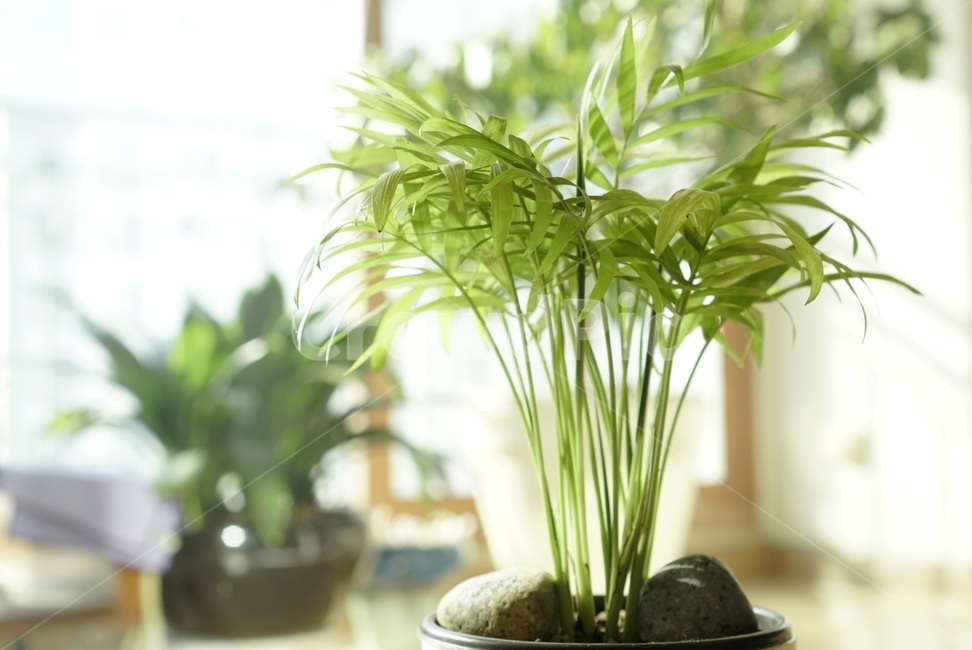화분,집,식물,야자수,plant,초록,자연,nature,푸른,낮