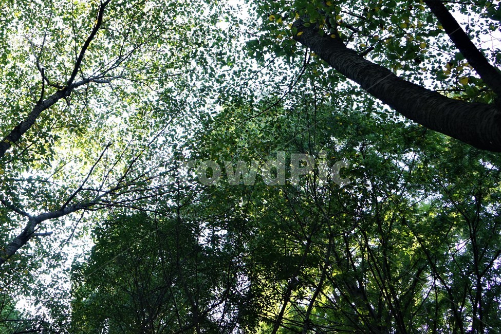 나무,녹색,숲,초가을,자연,nature,trees,green,woods,fall,autumn,자연,풍경,nature,landscape,tree,plant,식물,tree trunk,나무 줄기