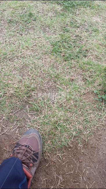 잔듸,신발,발,흙,green,첫발,glass,field,earth,feet,shoes,firststep,자연,풍경,nature,landscape,사람,인물,인간,human,person,신체일부,몸,body,grass,잔디,plant,식물