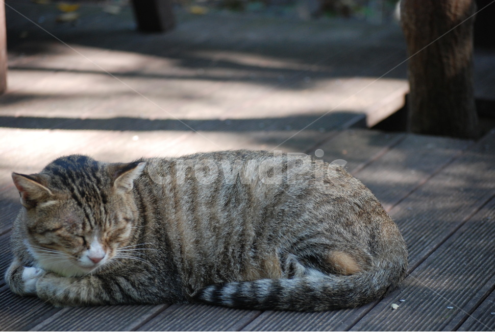 고양이,cat,동물,animal,평화로움,동물,animal,고양이,cat,kitten,kitty