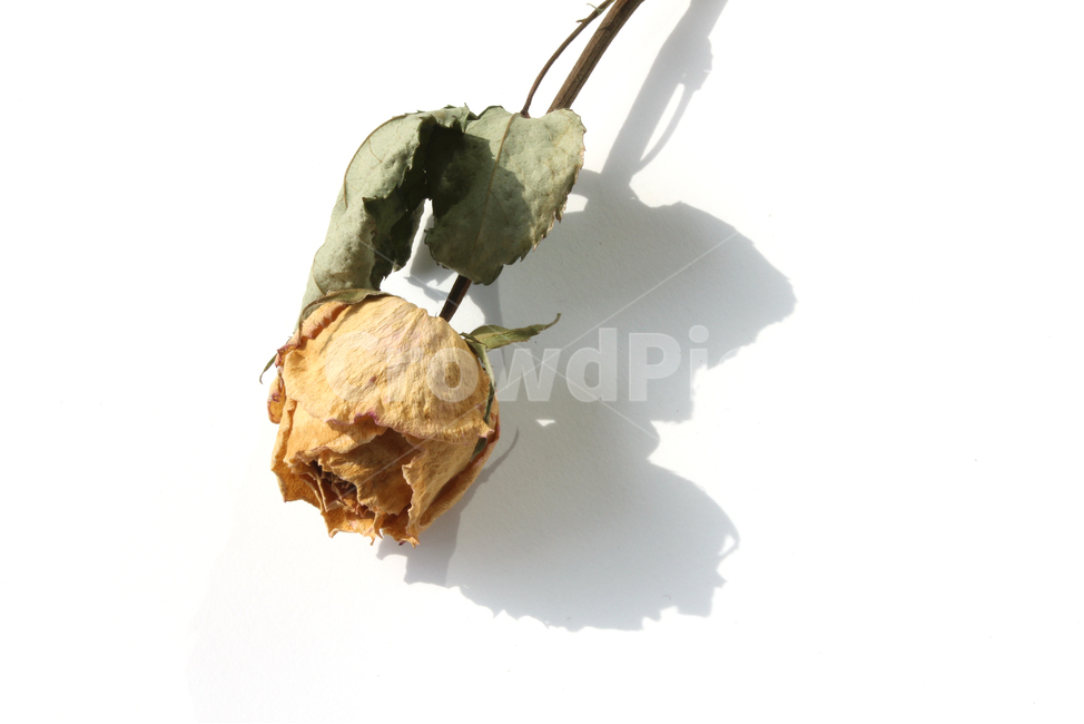꽃,플라워,드라이플라워,로즈,장미,노랑,노란색,옐로우,건조,말린,건조시킨,잎,잎사귀,나뭇잎,드라이,그림자,흰배경,식물,자연,꽃,flower