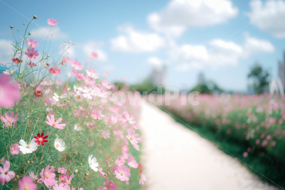 코스모스,꽃,가을,autumn,commoncosmos,コスモス,gardencosmos,flower,가을배경,가을이미지,꽃배경,식물,코스모스길,길,가을,계절,fall,autumn,season,식물,자연,plants,nature,꽃,flower,감성,sensible,feeling,plant