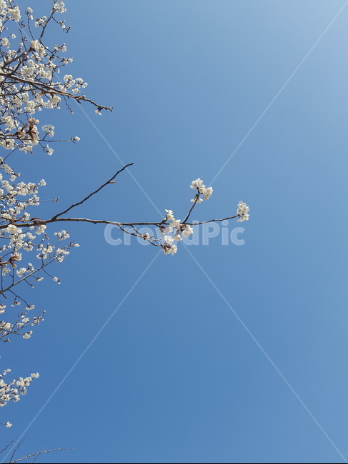 벚꽃,하늘,청량,봄,푸른하늘,풍경,꽃,파란색,cherryblossom,sky,spring,blue,flower,refreshing,landscape