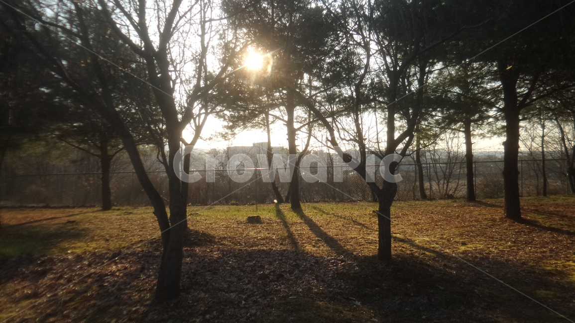 소나무,자연,해,솔잎,일출,자연,풍경,nature,landscape,light,빛,flare,플레어,tree,나무,plant,식물