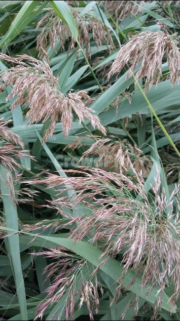 갈대,갈대숲,갈대잎,야외,순천만,식물,자연,plants,nature