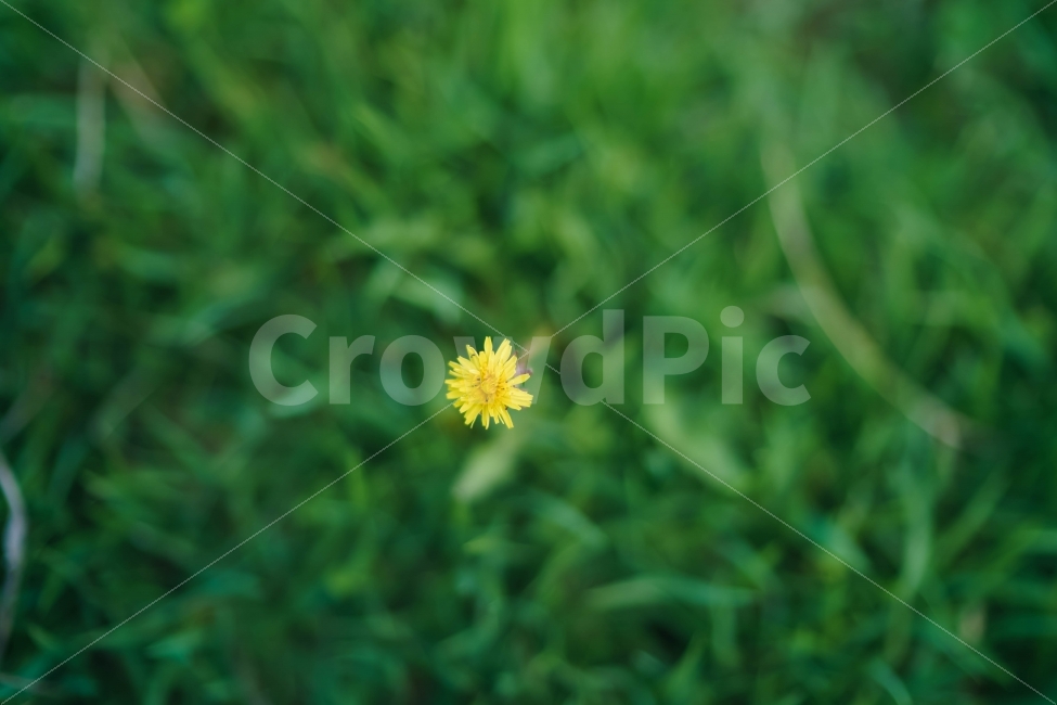 꽃,꽃한송이,한송이,초록색,노란색,flower,소니,미러리스,민들레,식물,자연,plants,nature,꽃,flower