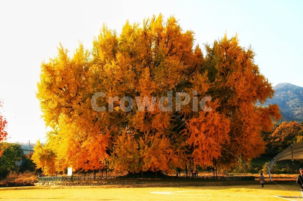 가을,autumn,단풍,maple,은행나무,ginkgo,maidenhairtree,문막,tree,나무