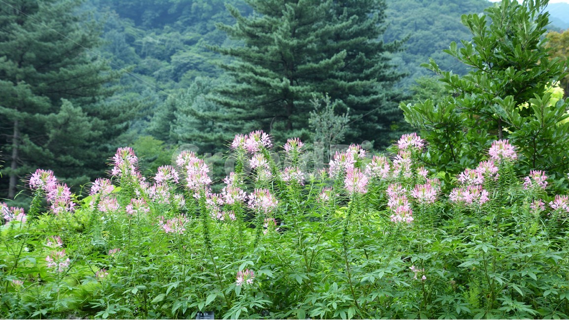 꽃,자연,숲,정원,산속,식물,자연,plants,nature,꽃,flower