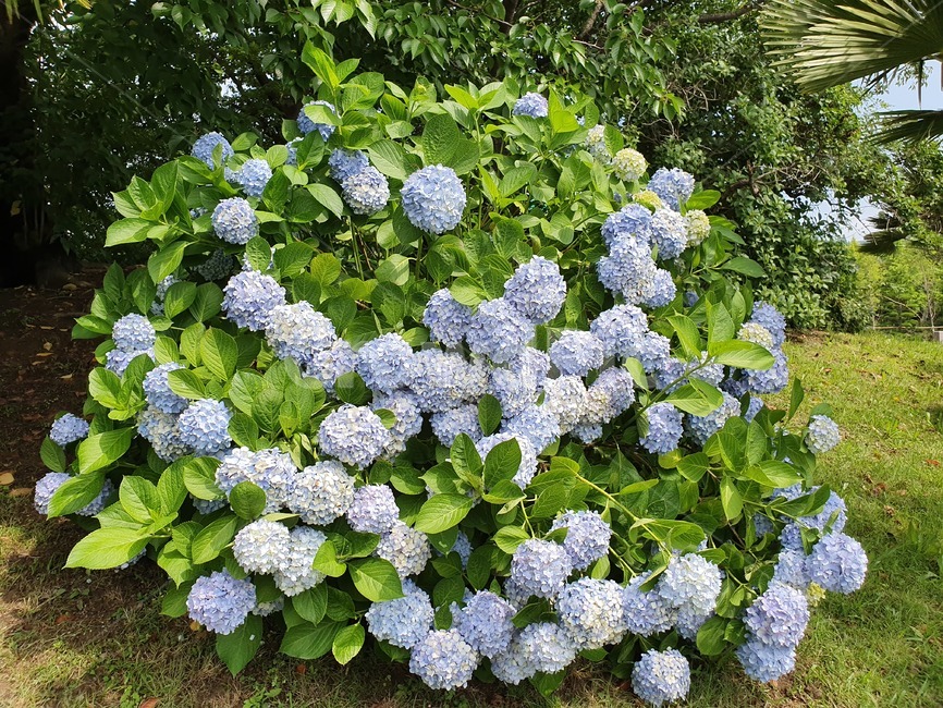 수국,파란색수국,파란색,수국축제,여름
