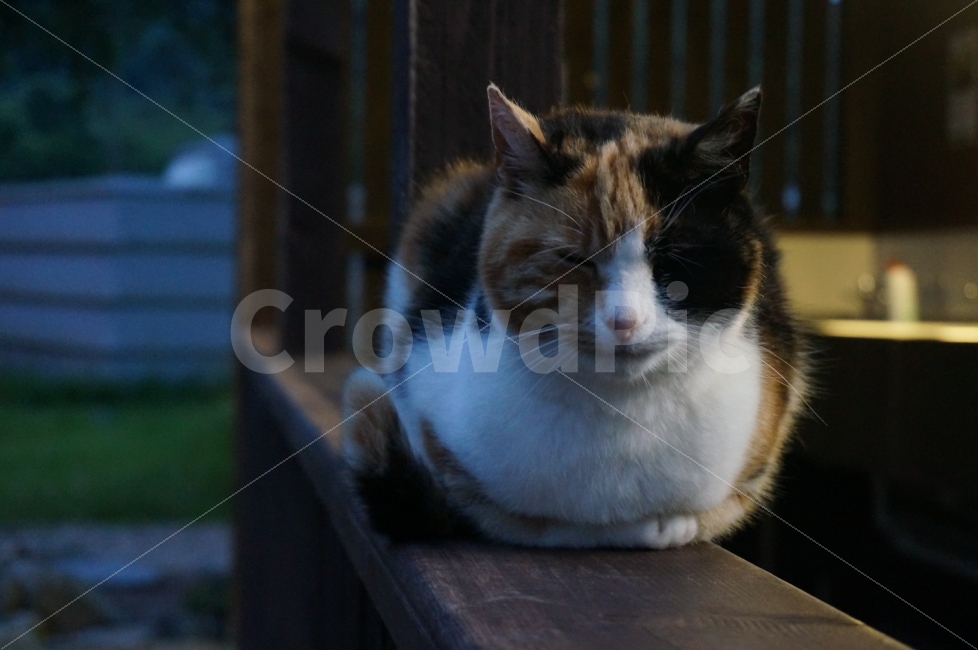 고양이,쉼,공원,졸림,움추림,동물,animal,포유류,mammal,고양이,cat,kitten,kitty