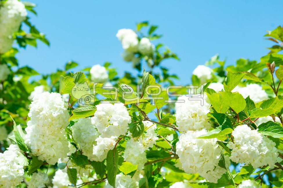 white flower,hundred,Spring background,flowering,summer,White space,spring,copy space,season,mi,sky,garden tree,natural,nature,abundant,clear,leaf,flower,guelder rose,blue,background,plant,garden,Blossom,fresh
