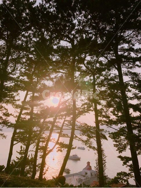 sunshine,scenery,tree,풍경,햇빛,자연,나무
