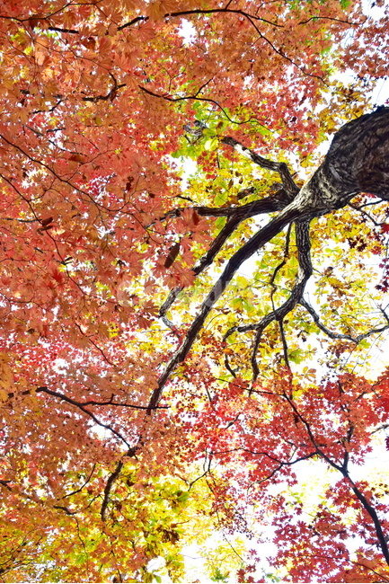 가을,단풍,울긋불긋,계절,시즌,아름다운,풍경,가을색,가을,계절,fall,autumn,season,tree,나무,plant,식물,maple