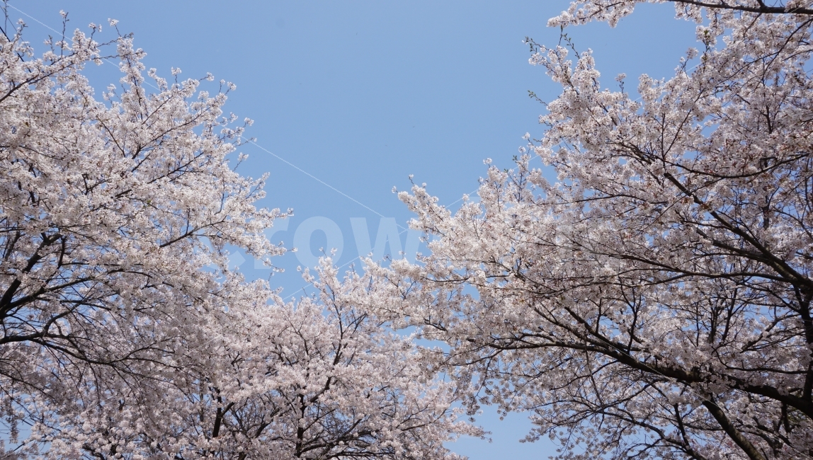 벚꽃,봄,하늘,나무,팝콘,봄,계절,spring,season,식물,자연,plants,nature,나무,trees,wood,plant,flower,꽃,blossom