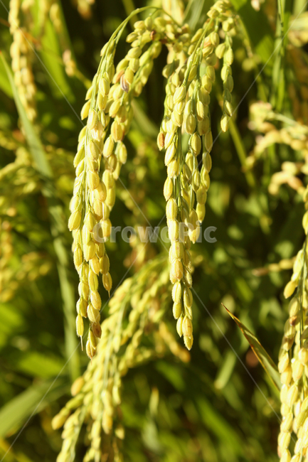 autumn,cereal,closeup,countryside,earofpaddy,fall,farm,field,food,green,harvest,macro,nature,paddy,planeicon,plant,rice,seed,yellow,논,논농사,쌀,쌀농사,쌀알,클로즈업,가을,농사,농촌,식물,자연,녹색,그린,노란색,쌀알갱이,농산물,곡류,곡식,cereals,산업,industry,industrial,농업,농사,agriculture,farming,farming industry