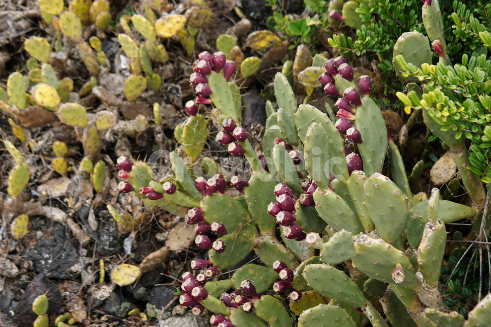 선인장,백년초,제주,풀,열매,식물,자연,plants,nature