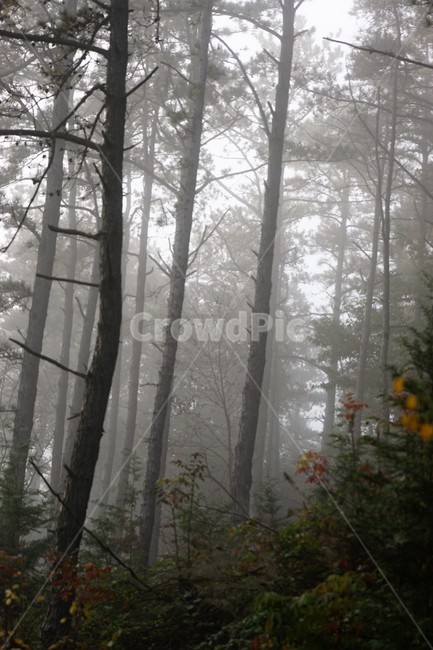 가을,소나무,자연,나무,식물,감성,안개,단풍,풍경,자연풍경,nature,fall,autumn,trees,green,산속,자연,풍경,nature,landscape,weather,날씨,outdoors,옥외