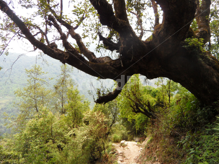 annapurna,trekking,Himalayas,tree,tree trunk,himalayas,Annapurna,plant,kimrong,Kimlong,nepal,treetrunk,Nepal