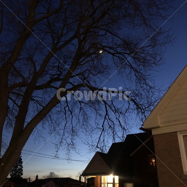 tree,moon,sky,하늘,노을,sunshine,나무,달,식물,plant