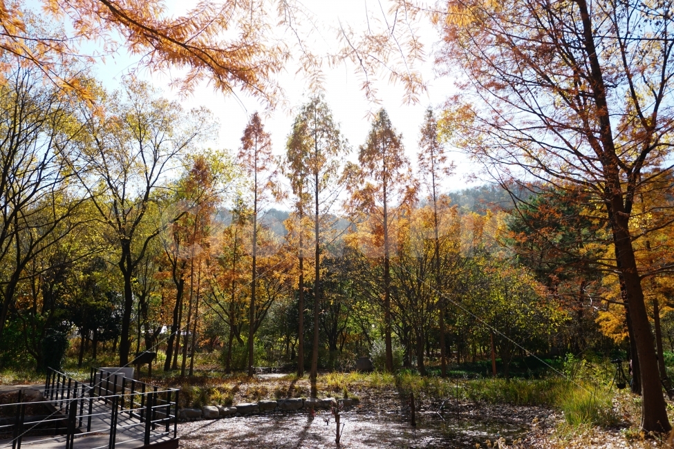 가을,단풍,빛,감성,나무,가을,계절,fall,autumn,season,자연,풍경,nature,landscape,식물,plants,나무,trees,wood,tree,plant,outdoors,옥외,land,땅,water,물