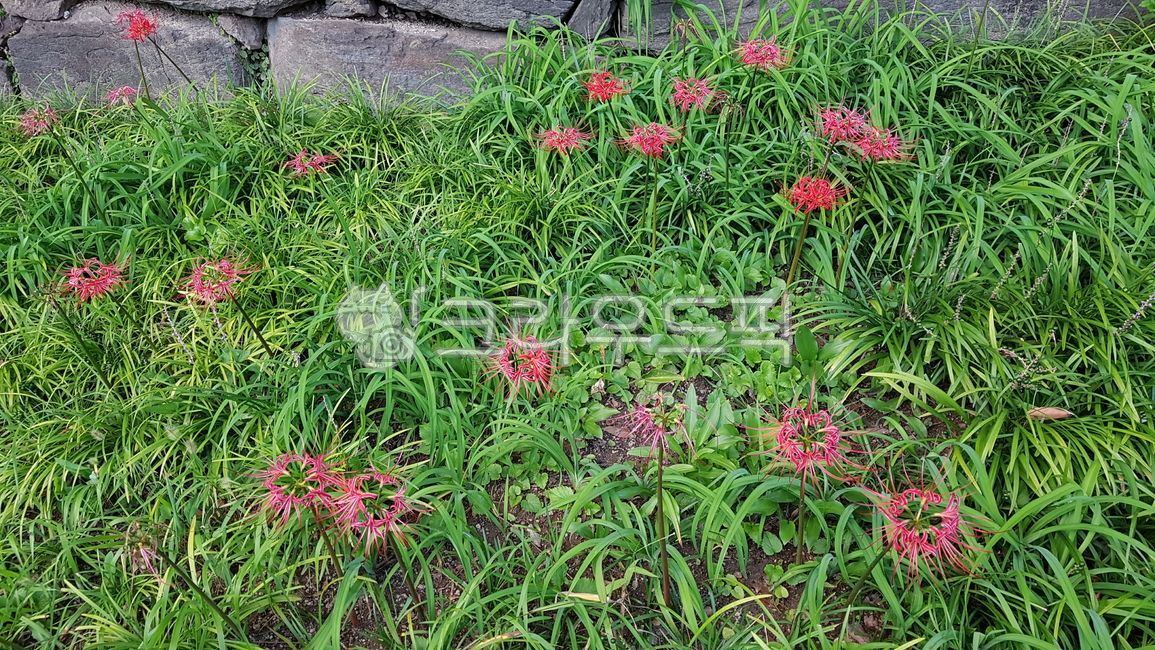 castle,A bunch of flowers,flower bed,flower garden,wall,Seoksan