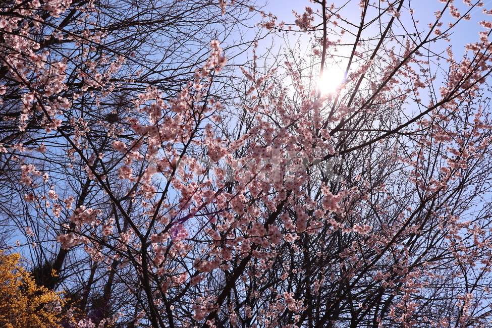 벚꽃,봄,봄꽃,분홍색,하늘