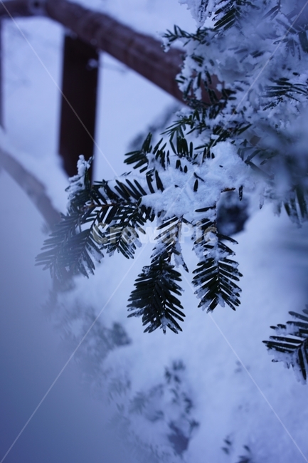 눈꽃,설산,겨울산,겨울,상고대,자연,풍경,겨울,계절,winter,season,식물,자연,plants,nature
