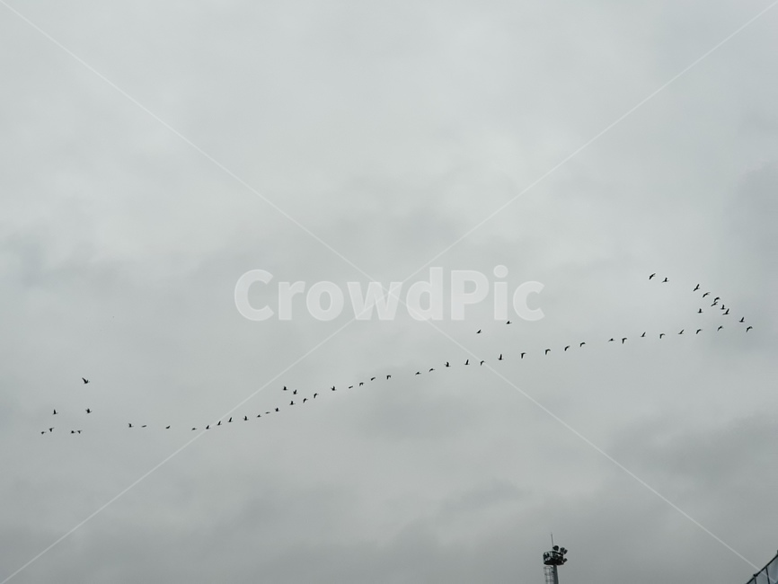 bird,새,flying,sky,하늘