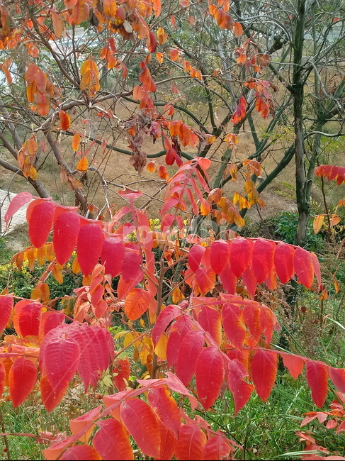 가을,가을서정,감성,낭만,plant,낙엽,단풍,leaves,나뭇잎,식물,자연,maple,fallautumnseason,옥외,outdoors,붉은단풍