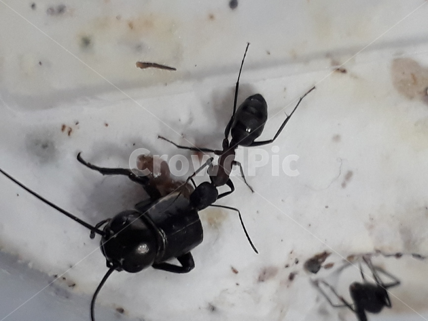개미,벌목,곤충,먹이,벌레,진사회성,식사,귀뚜라미,탐색,먹이활동,공물,벌,관상용개미,개미사육
