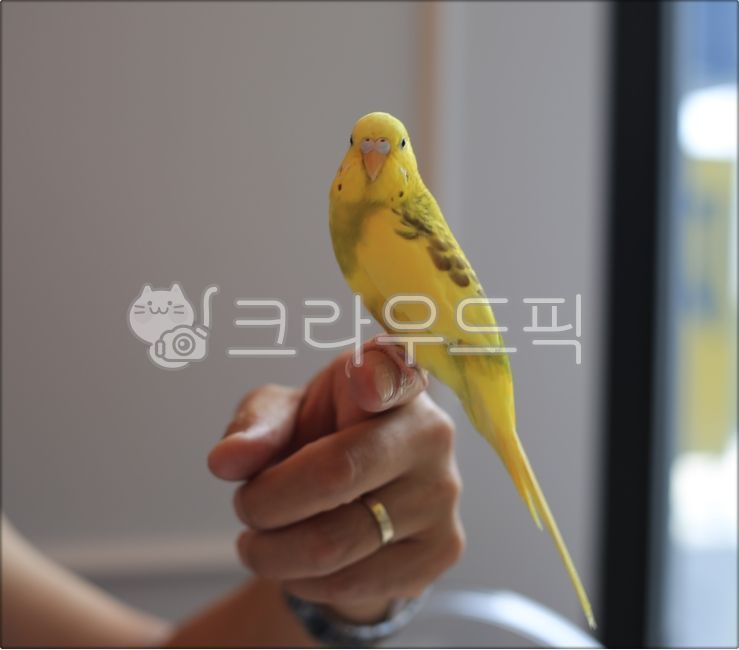 새, 앵무새, 동물, bird, animal, 사진,이미지,일러스트,캘리그라피 - 미리내작가