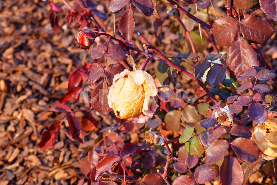 장미,마른장미,꽃,식물,감성,로즈,가을,계절,fall,autumn,season,plant,leaf,잎,veins,정맥