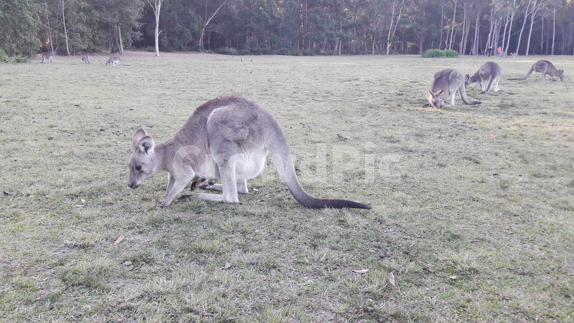 포유류,캥거루,kangaroo,동물,호주캥거루