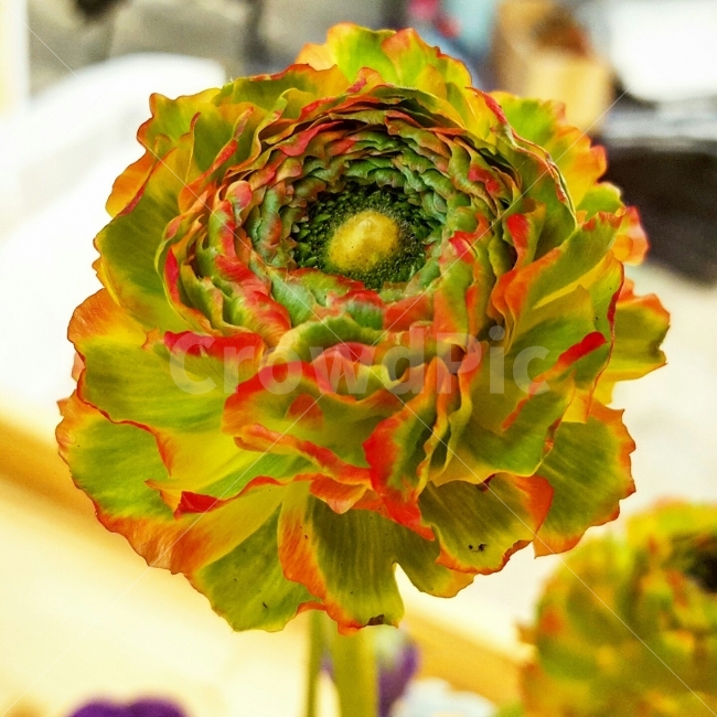 충청남도,아산,꽃,세계식물원,배경,식물,자연,plants,nature,꽃,flower