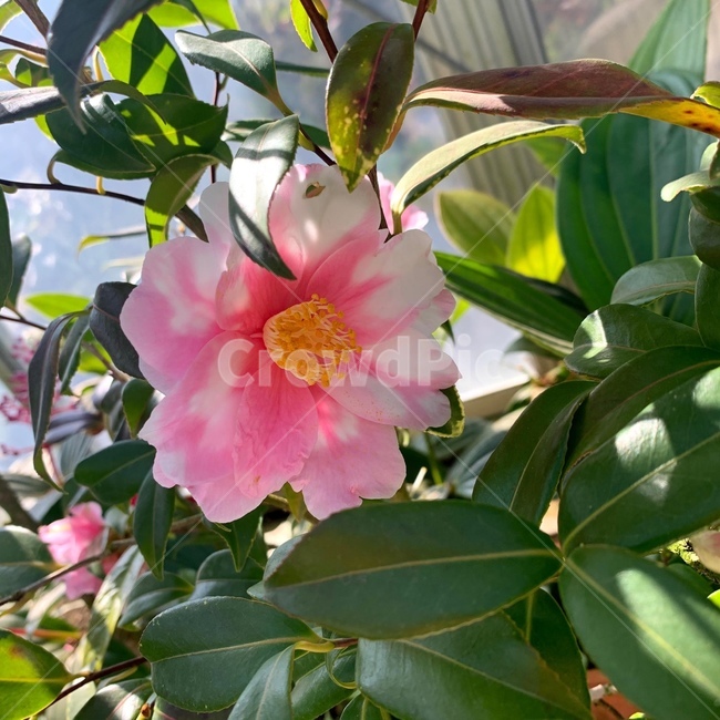 plant,식물,꽃,flower,blossom,자연