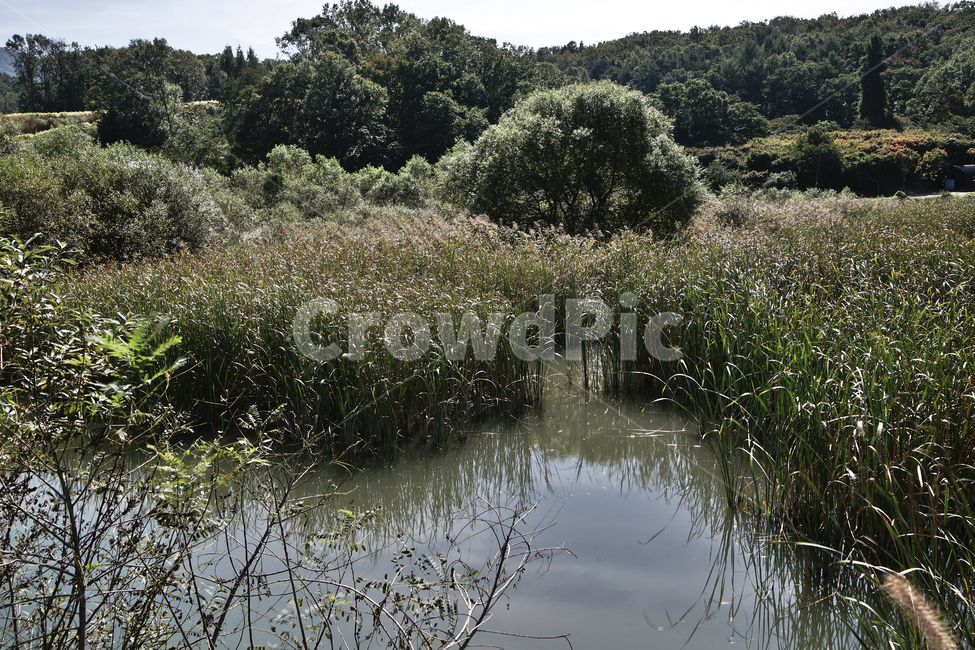 백운호수,호수,저수지,수풀,식물,자연,계절,가을,나무,자연,풍경,nature,landscape,land,땅,outdoors,옥외,water,물