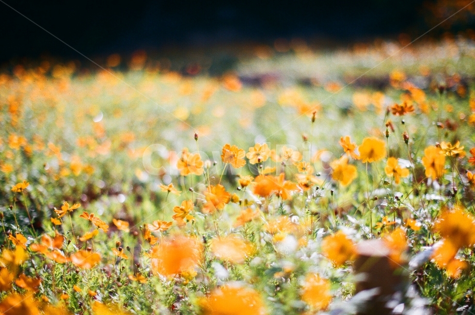 감성사진,꽃,황하코스모스,필름,거제도,가을,계절,fall,autumn,season,식물,자연,plants,nature,꽃,flower,감성,sensible,feeling,plant,spring,봄