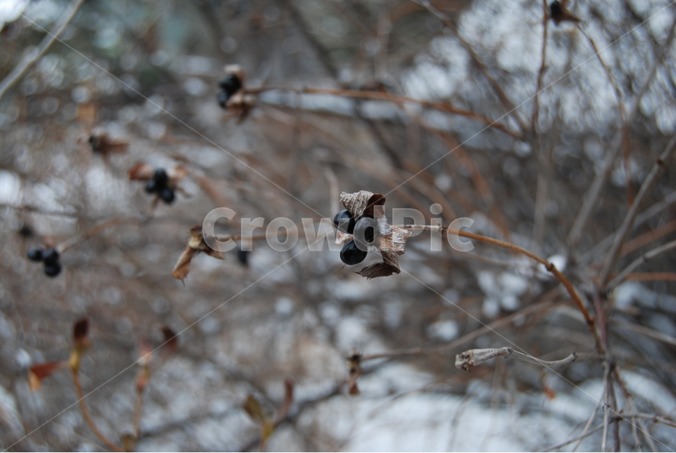 축령산,겨울,자연휴양림,눈,탐방로,겨울,계절,winter,season,식물,자연,plants,nature,과일,열매,fruit