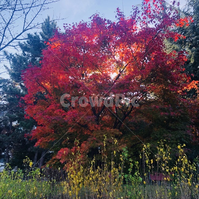 가을,풍경,가을풍경,나무,단풍,fall,tree,maple