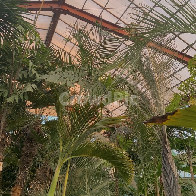garden,정원,arbour,outdoors,옥외,야자수,야자나무