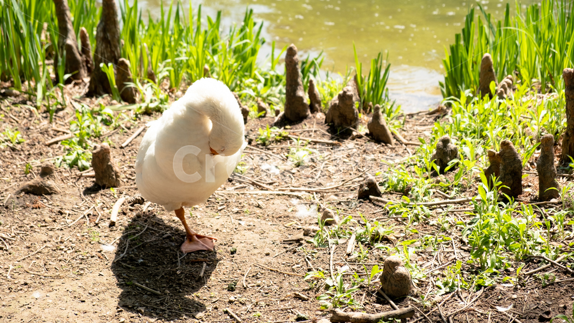 호수,오리,duck,동물,자연,동물,animal,조류,새,birds