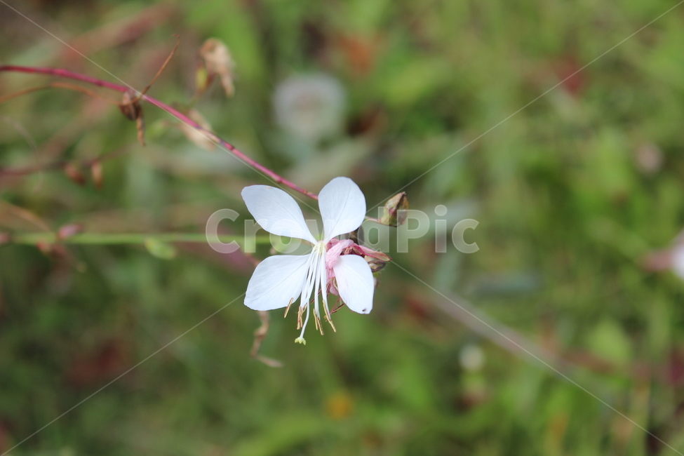 꽃,식물,야생화,flower,blossom,식물,자연,plants,nature
