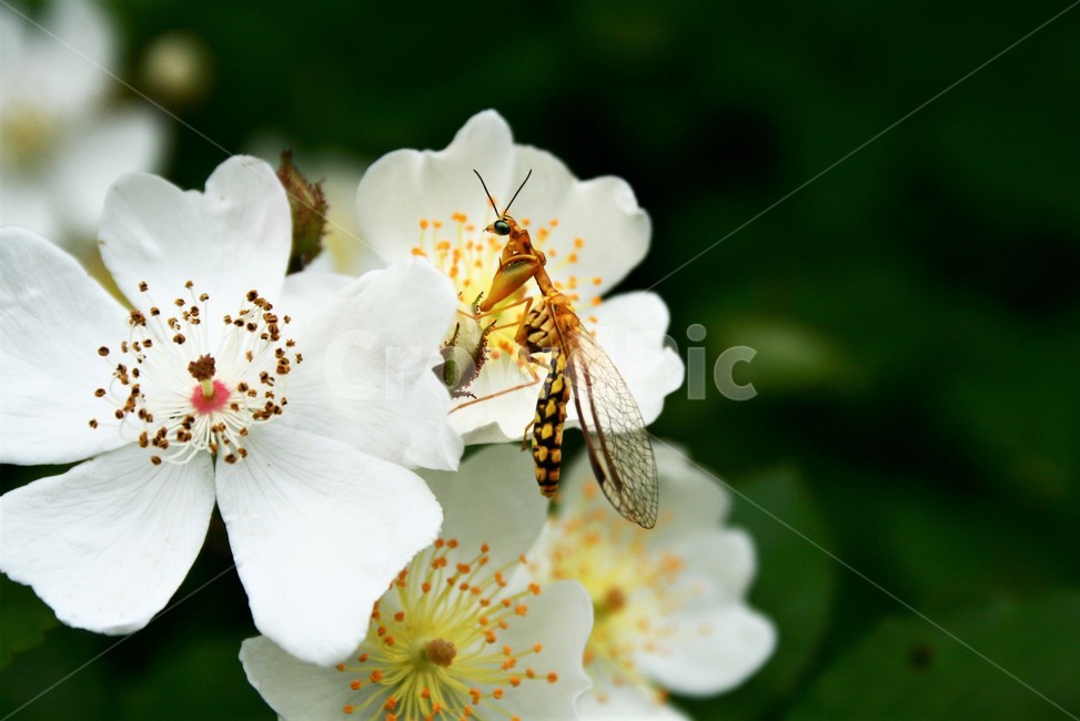 사마귀붙이,풀잠자리목,사마귀붙이과,곤충,자연,야생곤충,식물,자연,plants,nature,꽃,flower,동물,animal,곤충,벌레,insect,bug