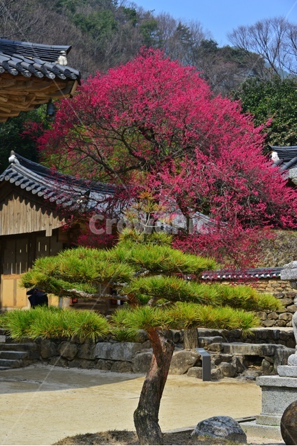outdoors,옥외,architecture,건축물,building,건물,plant,식물,구례,화엄사,사찰,절,불교,유적지,문화재,경치,경관,풍경,홍매화,흑매,화엄사홍매화,소나무