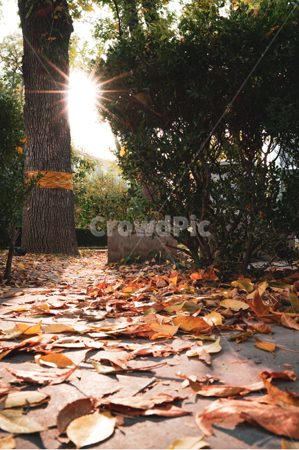 가을,역광,낙옆,공원,식물,플레어,빛갈라짐,plant,leaf,잎,flare,light,빛,tree,나무,가을,계절,fall,autumn,season