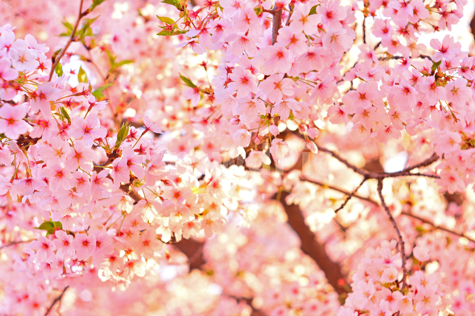 벚꽃,붐꽃,벚꽃축제,공원,시즌,계절,백그라운드,배경,바탕,spring,season,flowers,나무꽃,분홍색꽃,핑크색,pink,아름다운,화사한,화려한,예쁜,beautiful,background,3월,4월,꽃축제,체리블라썸,절정,만발,봄,계절,spring,season,자연,풍경,nature,landscape,plant,식물,flower,꽃,blossom