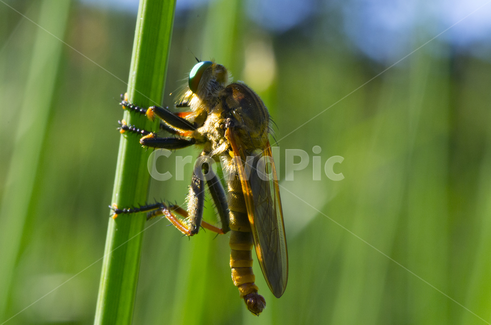 곤충,파리매,여름,동물,물가,beauty,macro,closeup,접사,매크로,확대,killerbee,insect,계절,season,summer,감성,자연,클로즈업,가을곤충,여름곤충,가을,곤충,벌레,insect,bug